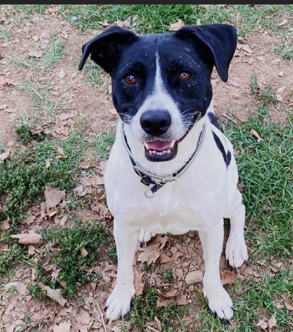 Polka 6anni salvata 4anni fa..nessuno l ha scelta. MILANO Foto 6